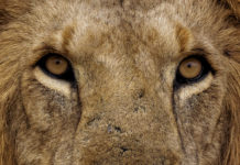 Szép gesztus a leköszönő képviselők részére